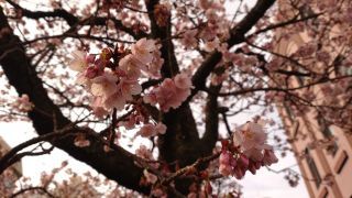 2月6日 あたみ桜、満開！③