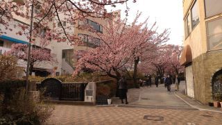 2月6日 あたみ桜、満開！④