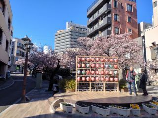 1月25日 あたみ桜、満開！①