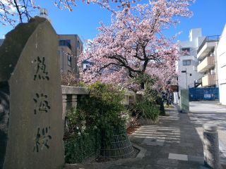 1月25日 あたみ桜、満開！②