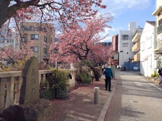 道路を窺うと桜の花びら、しかし桜並木はまだまだ楽しめます