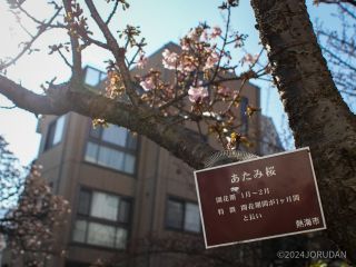日光を浴びるあたみ桜、少しずつ開花が進む