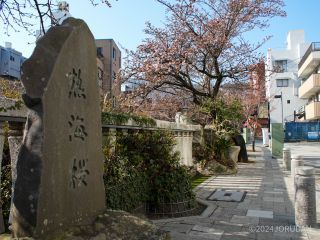 糸川遊歩道の桜 1月24日