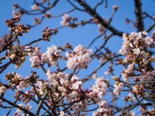 桜が楽しめる場所も