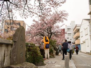 糸川遊歩道の桜 2月1日