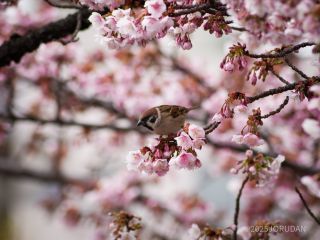小鳥たちもたくさん遊びに来ています
