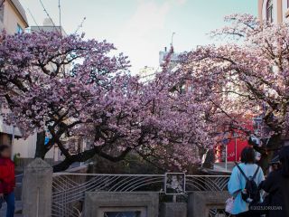 糸川遊歩道の桜 2月7日