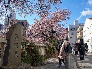 お花見客もたくさん、早咲きの桜を楽しんでいます