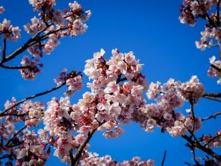 満開の桜を楽しみましょう