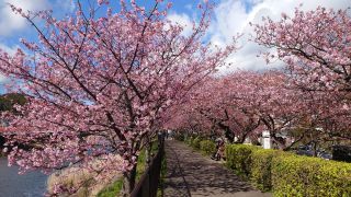 駅前～荒倉橋までの桜並木