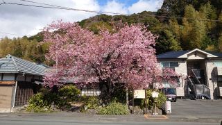 河津桜原木