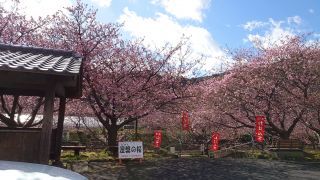 涅槃（ねはん）の桜