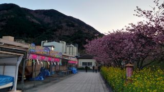 河津駅前、ほぼ満開
