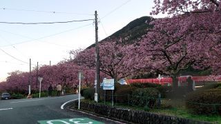 道路には散った桜の花びら