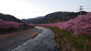 夕方、来宮橋から見た河津桜