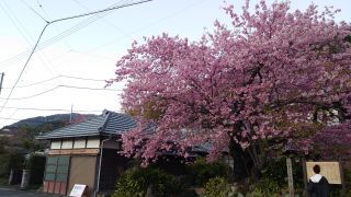 河津桜原木、満開