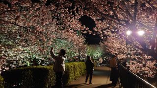 館橋付近の夜桜①