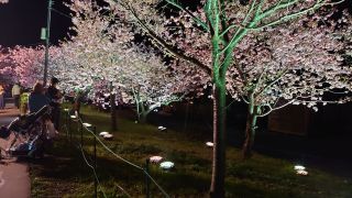 館橋付近の夜桜②
