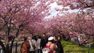 館橋付近、お花見客の列