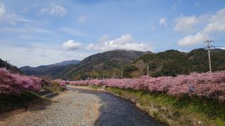 河津桜は今週も満開です①