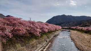 河津桜は今週も満開です②