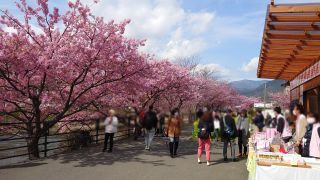 桜まつりは大いににぎわっています