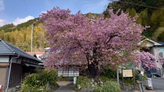 河津桜の原木