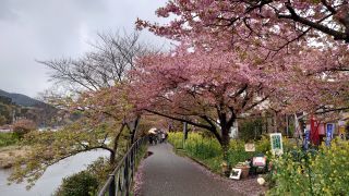 ところどころで見頃の桜も