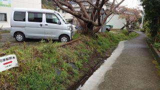 河津桜の原木への近道