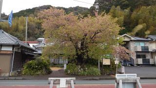 河津桜の原木