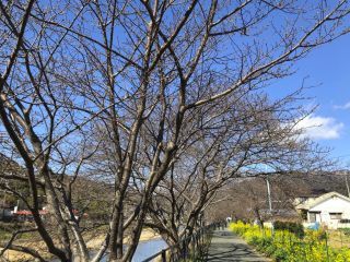 河津川の桜並木の様子