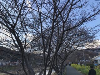 河津川の桜並木の様子