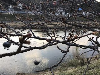 河津川の桜並木の様子２