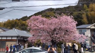 河津川の原木、ほぼ満開