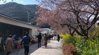 駅前の河津桜 2/24