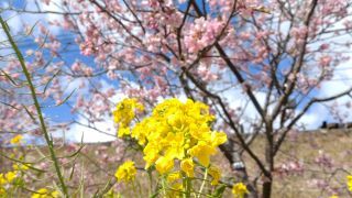 菜の花も咲き、桜と一緒に楽しめます