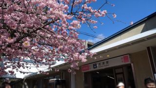 河津駅前、満開の桜がお出迎え