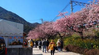 見事な桜並木が続いています