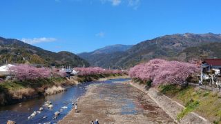 来宮橋から見た桜並木
