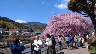 大勢のお花見客が桜を楽しんでいました