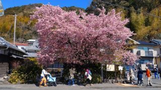 河津桜原木も満開です