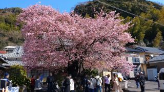 河津桜原木、ほぼ満開
