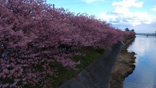 館橋からの満開の桜並木