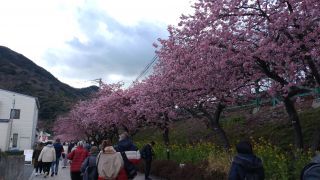 河津駅前の桜並木も満開