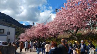 河津駅前の桜並木、満開です