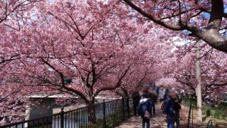 館橋付近の桜のトンネル