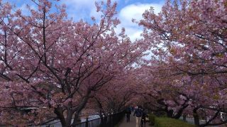 館橋付近の桜 3月3日
