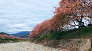 河原から河津桜を望む