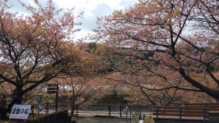涅槃の桜 3月3日