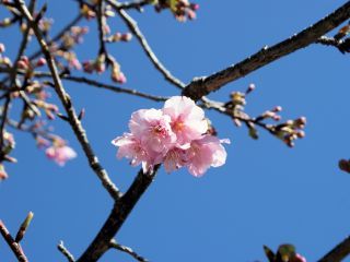 数輪、桜が花を咲かせていました